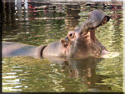 Florida's Animals in the Zoo 